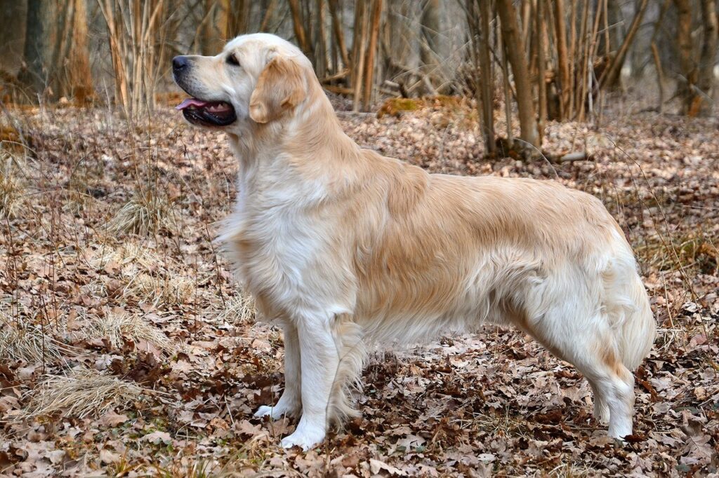 Buddy